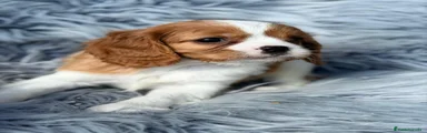 Cavalier King Charles Spaniel 1