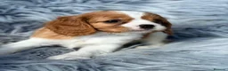 Cavalier King Charles Spaniel perros en venta: Cavalier precioso - Anuncio 4