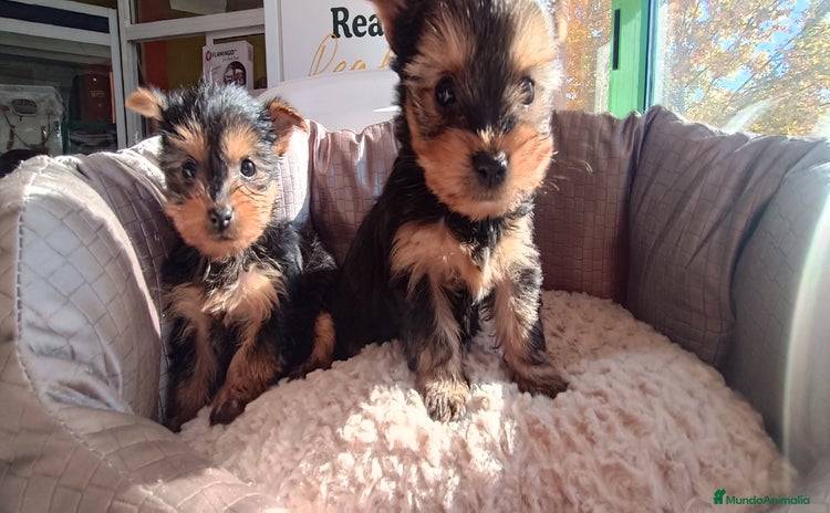 Yorkshire Terrier perros Cachorros de Yorkshire  - Anuncio 2