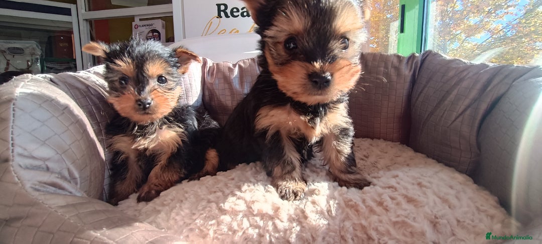 Yorkshire Terrier perros en venta: Cachorros de Yorkshire  - Anuncio 1