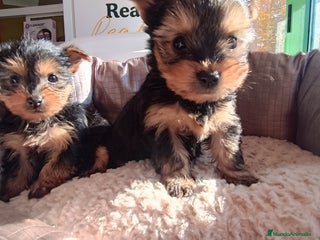 Yorkshire Terrier perros Cachorros de Yorkshire - Anuncio 2