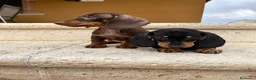Teckel perros en venta: Teckel  - Anuncio 4