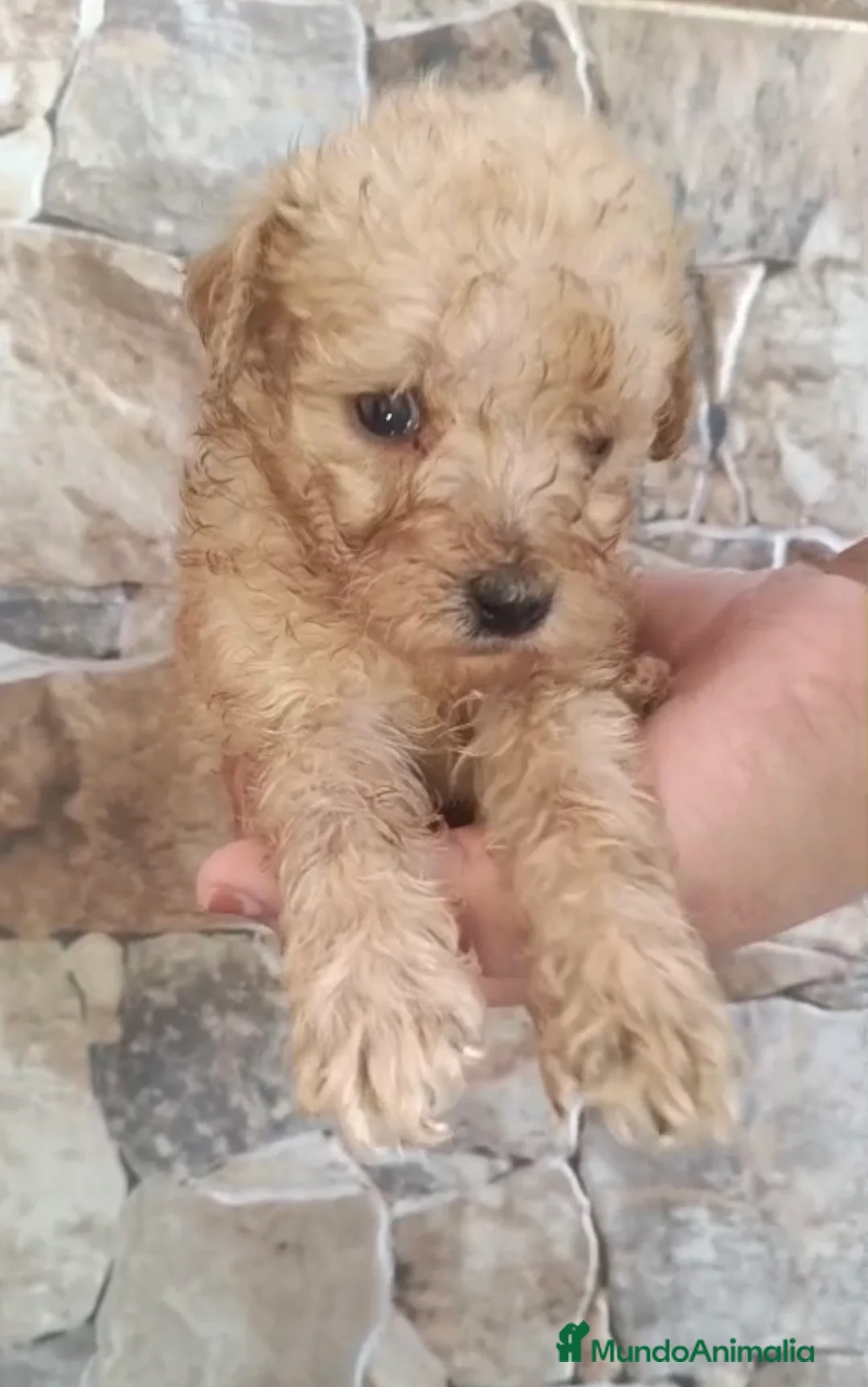 Caniche Toy perros en venta: Caniche apricot disponible hoy🐶🐾 en Málaga - Anuncio 2