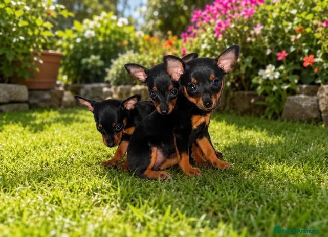 Pinscher Miniatura perros en venta: 🐶❤️✨ MINI PINSCHER: UN PEQUEÑO GRAN ENCANTO✨❤️🐶 - Anuncio 3