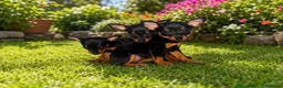 Pinscher Miniatura perros en venta: 🐶❤️✨ MINI PINSCHER: UN PEQUEÑO GRAN ENCANTO✨❤️🐶 - Anuncio 1