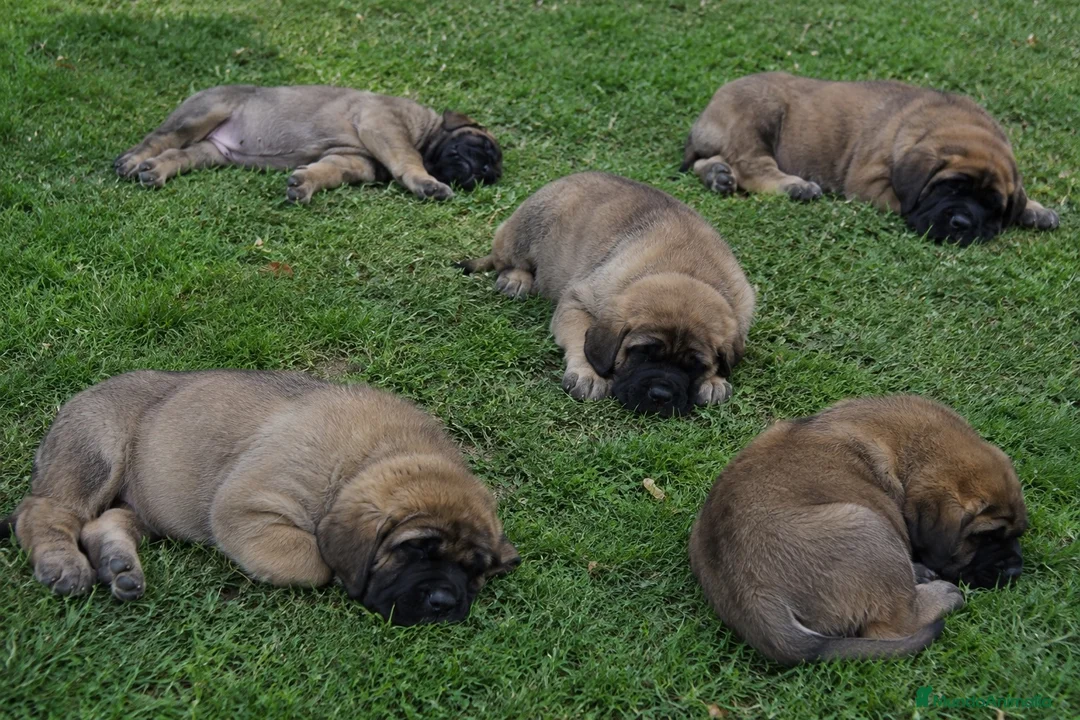 Mastín Español perros en venta: mastin - zaragoza - Anuncio 1