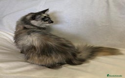 Maine Coon gatos en venta: Maine Coon Hembras - Imagen 9