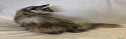 Maine Coon gatos en venta: Maine Coon Hembras - Anuncio 9