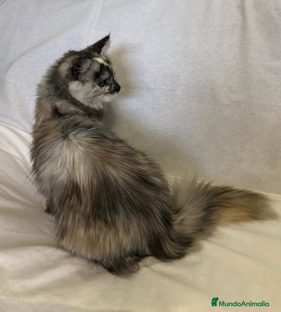 Maine Coon gatos en venta: Maine Coon Hembras - Imagen 9