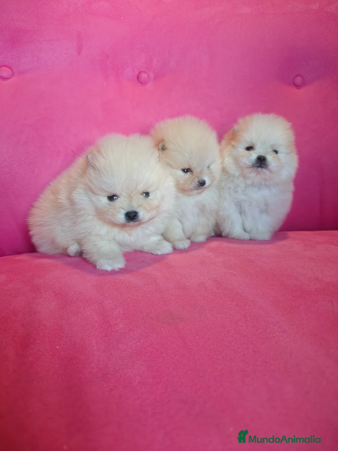 Pomerania perros en venta: Pomerania TOY Crema de calidad - Anuncio 6