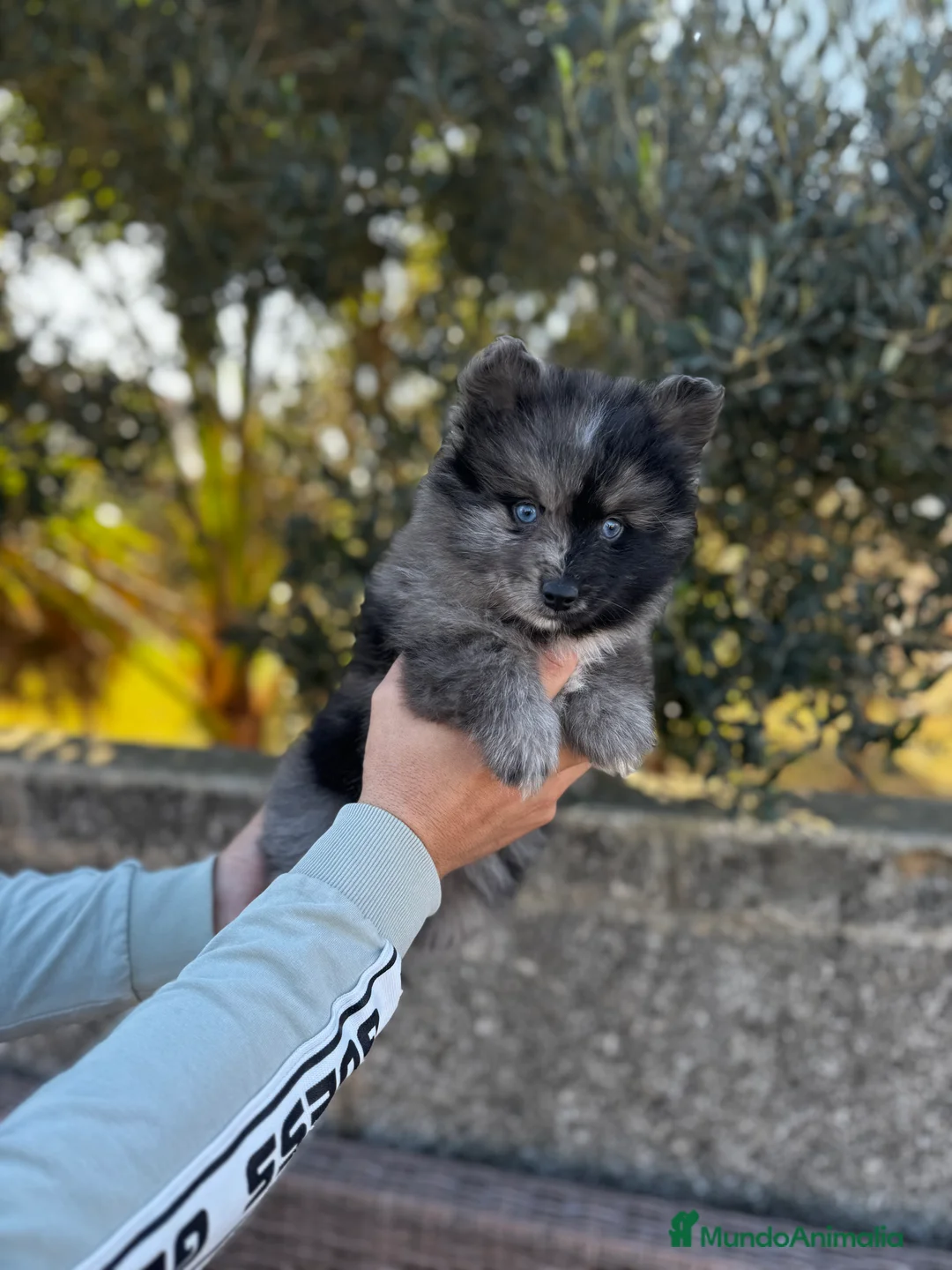 Pomsky perros en venta: Pomsky en Illes Balears - Anuncio 3