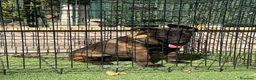 Pastor Belga Malinois perros en venta: Cachorra pastor belga Malinois  - Anuncio 13