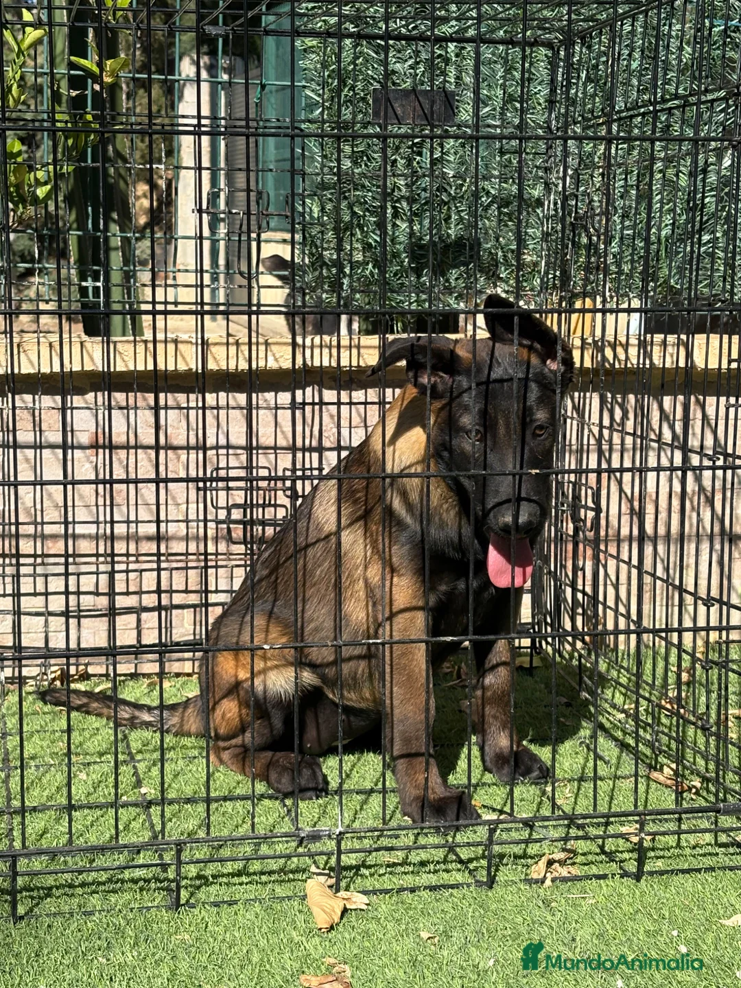 Pastor Belga Malinois perros en venta: Cachorra pastor belga Malinois  - Anuncio 13