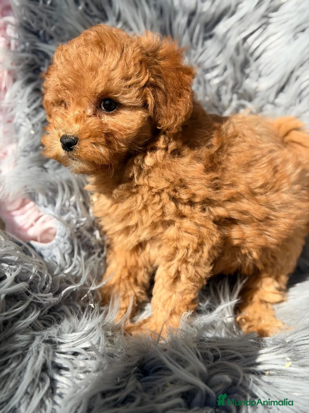 Maltipoo perros en venta: Maltipoo macho apricot  - Anuncio 2