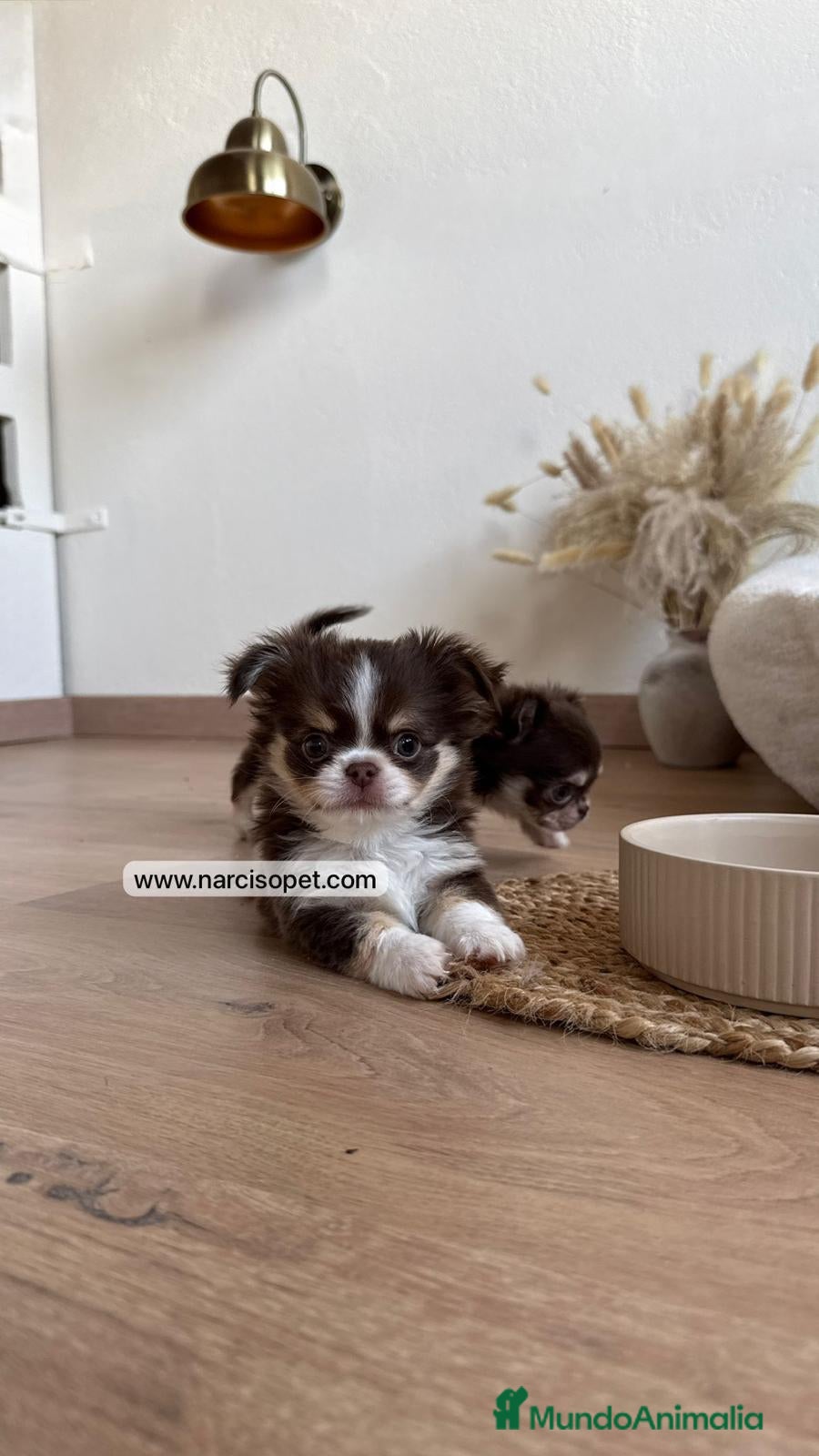 Chihuahua perros CAMADA DE CHIHUAHUA PELO LARGO - Anuncio 2