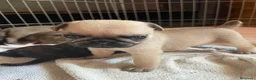Carlino - Pug perros en venta: Disponible Carlinos de Calidad  - Anuncio 4