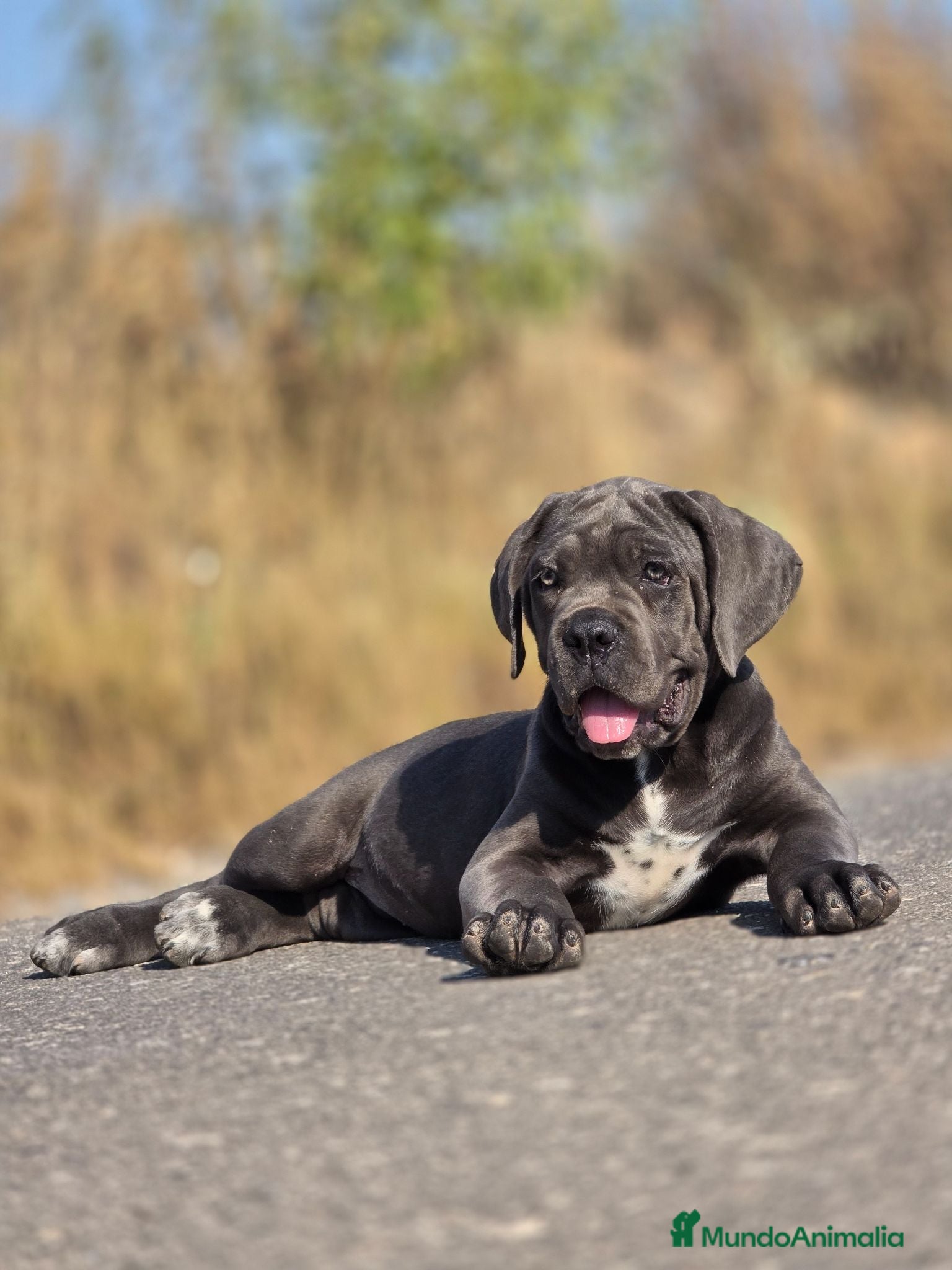 Cane Corso perros Cachorra Cane Corso - Anuncio 1