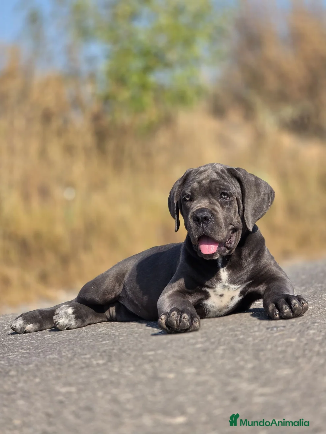 Cane Corso perros en venta: Cachorra Cane Corso - Anuncio 1