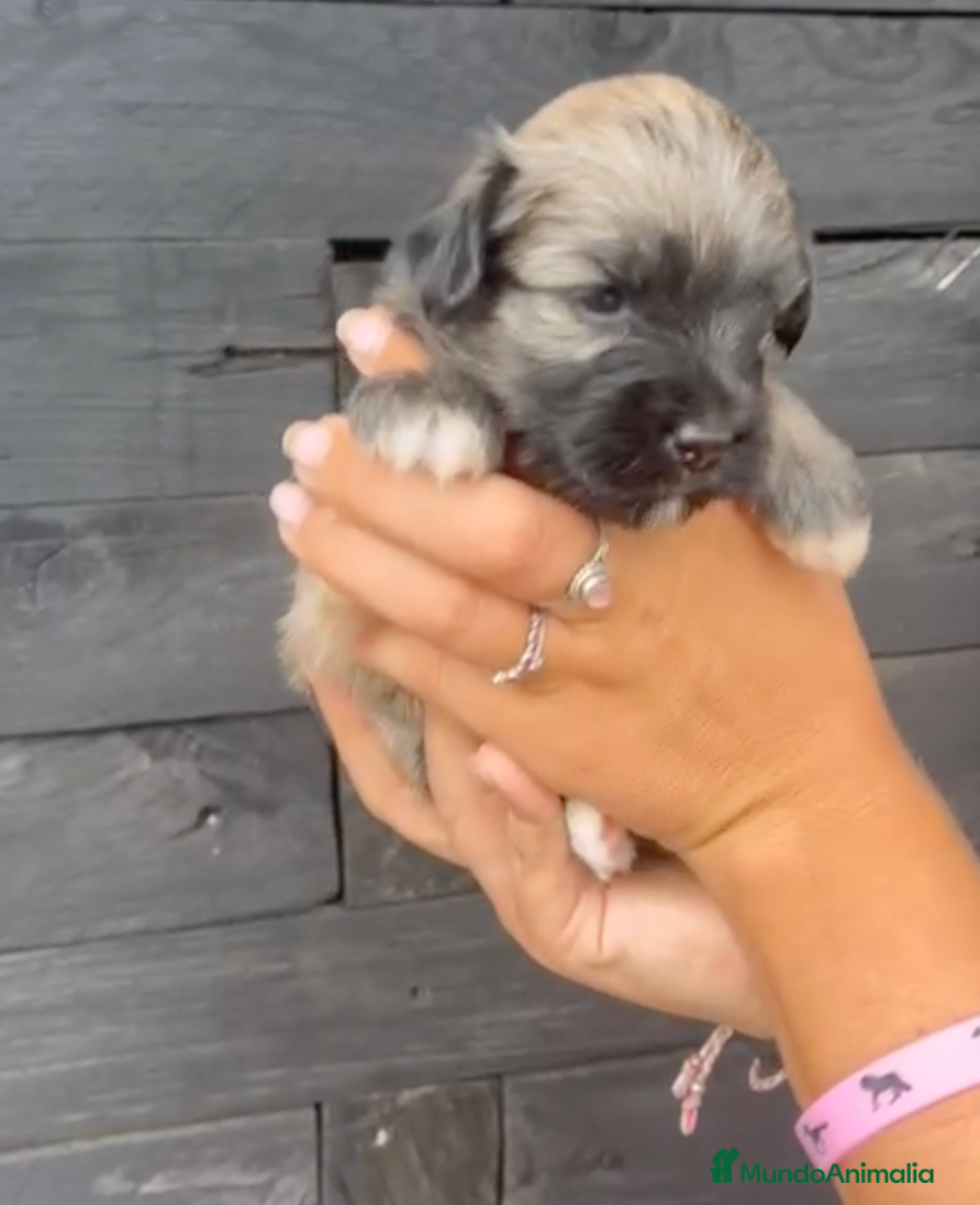 Bichón Habanero perros Bichon Habanero Macho - Anuncio 1