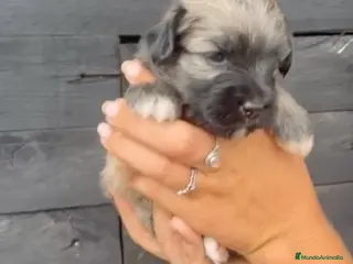 Bichón Habanero perros Bichon Habanero Macho - Anuncio 3