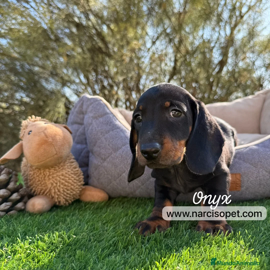 Teckel Miniatura perros en venta: TECKEL HEMBRA - Anuncio 2