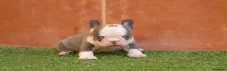 Bulldog Francés perros en venta: Cachorros de Bulldog Frances  - Anuncio 4