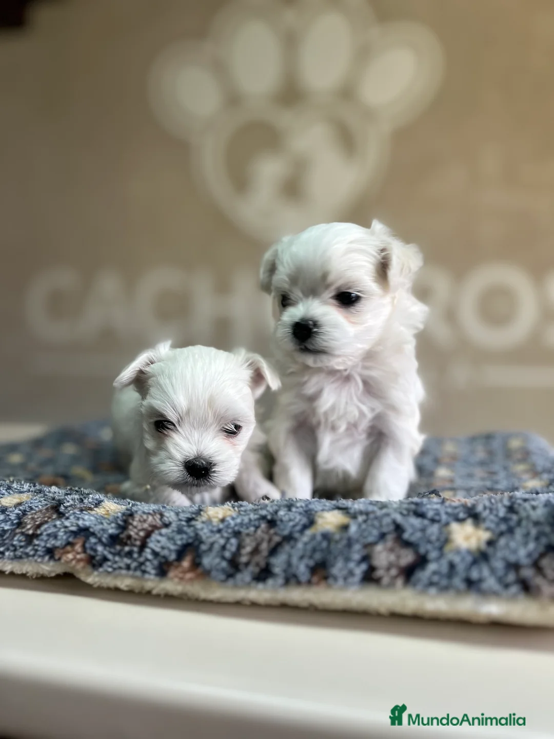 Bichón Maltés perros en venta: Bichón maltés  - Anuncio 1
