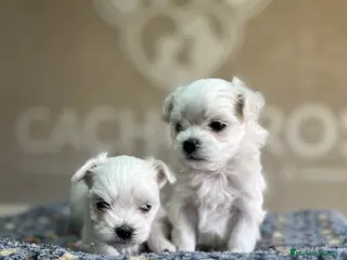 Bichón Maltés perros Bichón maltés - Anuncio 1