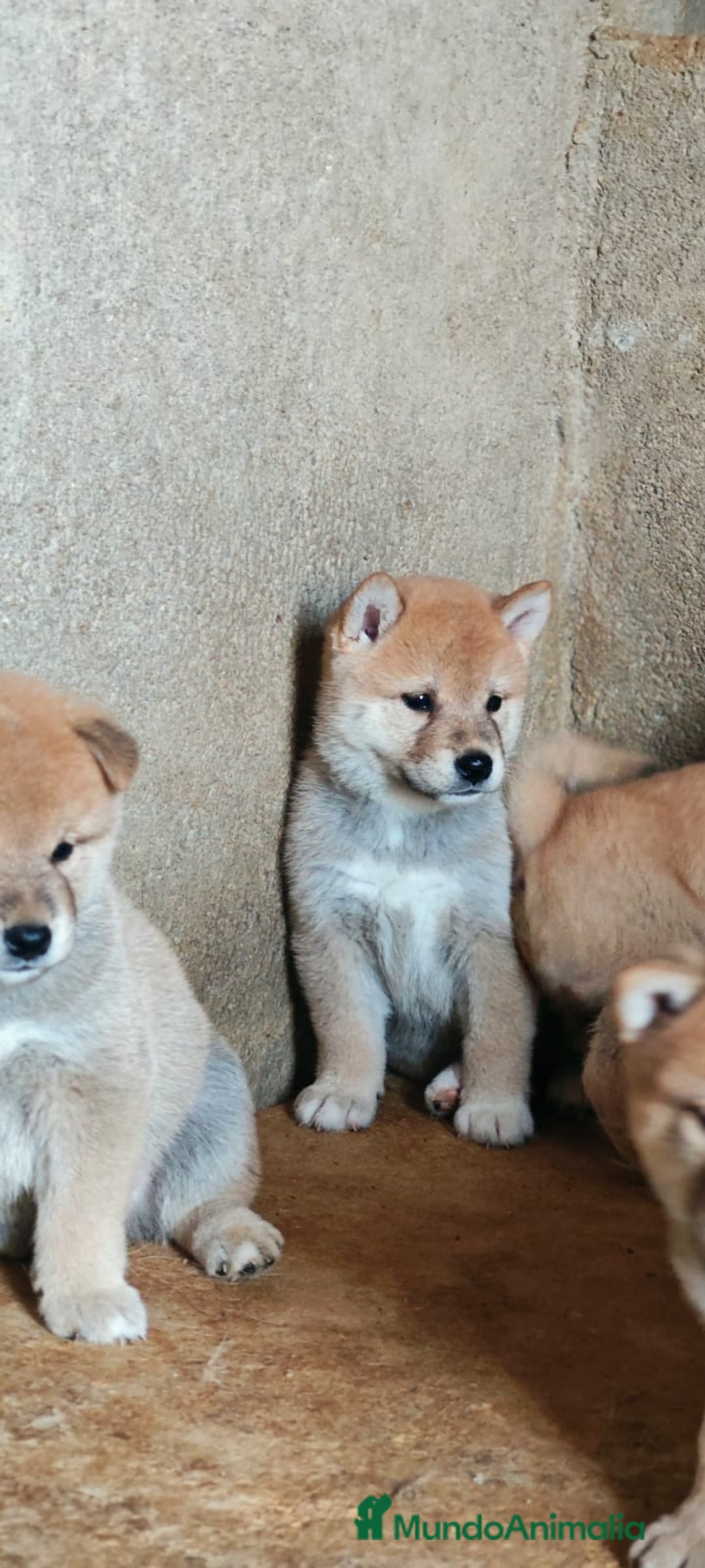 Shiba Inu perros en venta: Cachorros de Shiba Inu  - Anuncio 3