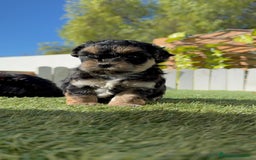 Raza Mixta perros en venta: YORKIPOO - Imagen 11