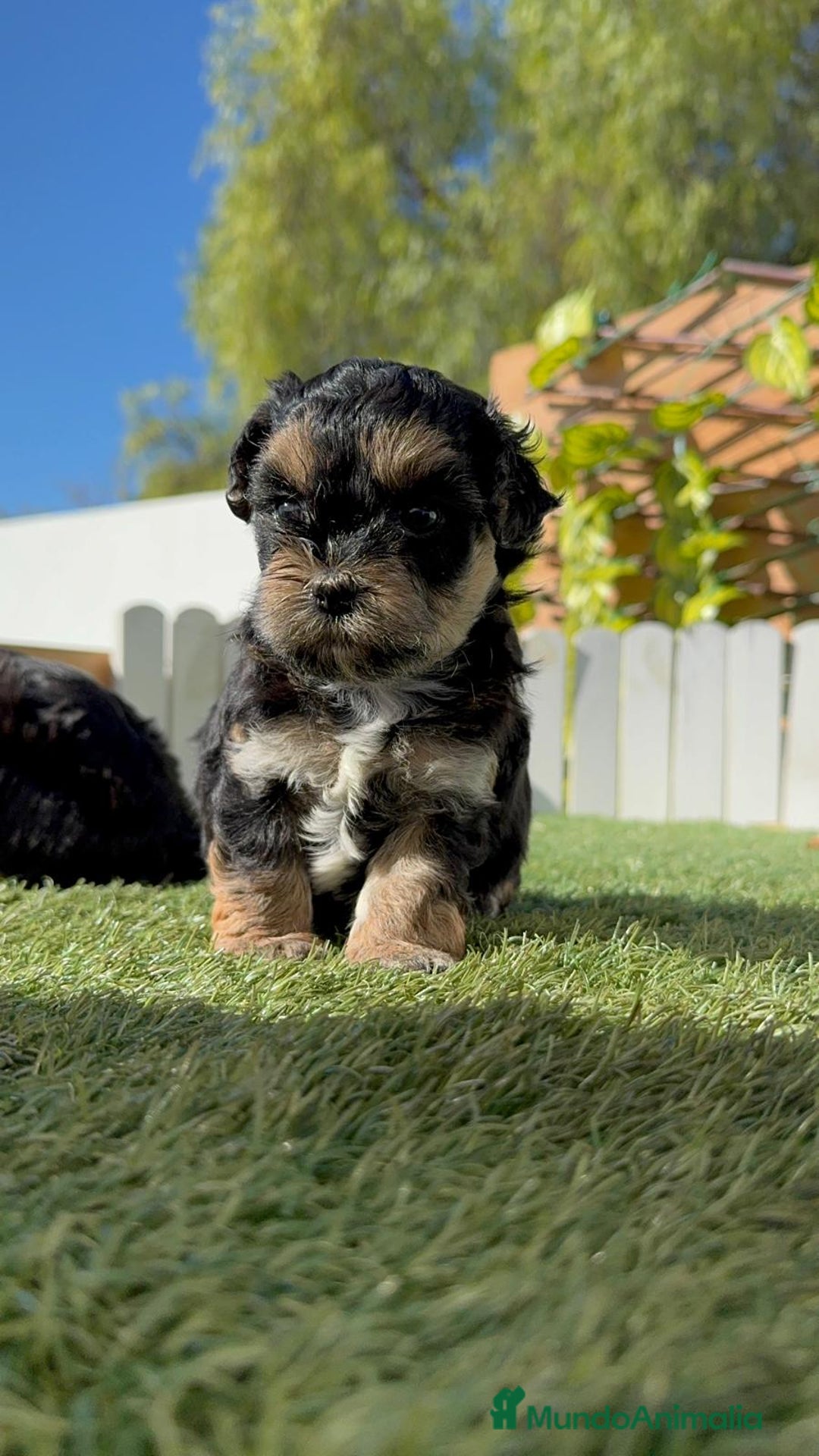 Raza Mixta perros en venta: YORKIPOO - Imagen 11