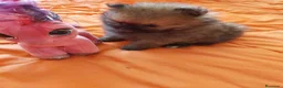 Pomerania perros en venta: Lulú de Pomerania  - Anuncio 2