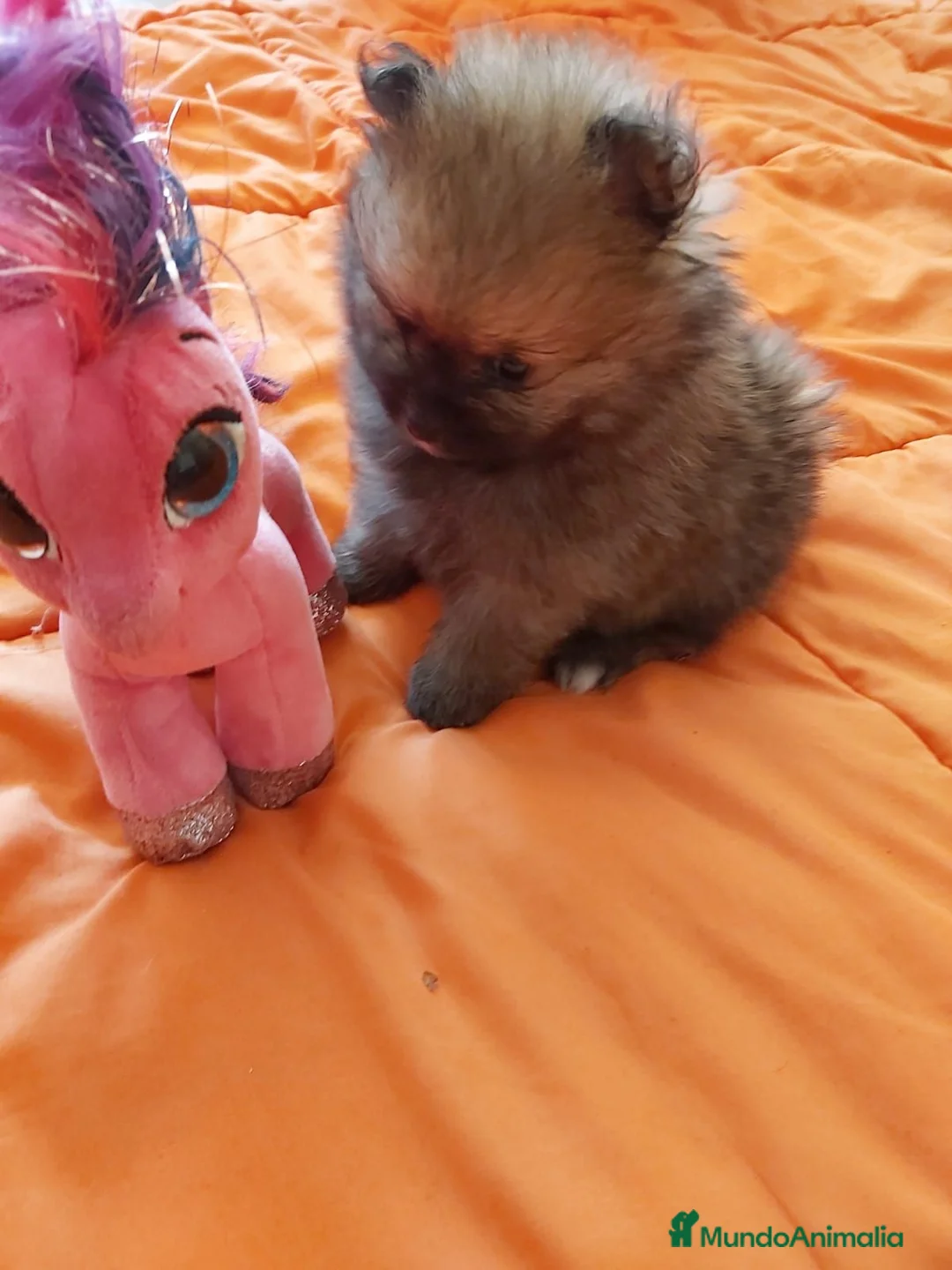 Pomerania perros en venta: Lulú de Pomerania  - Anuncio 2