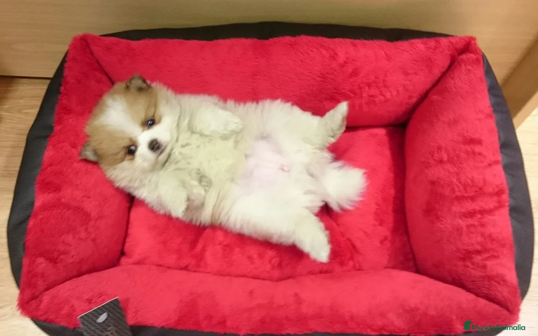Pomerania perros en venta: Lulú de Pomerania preciosos en Barcelona - Anuncio 8