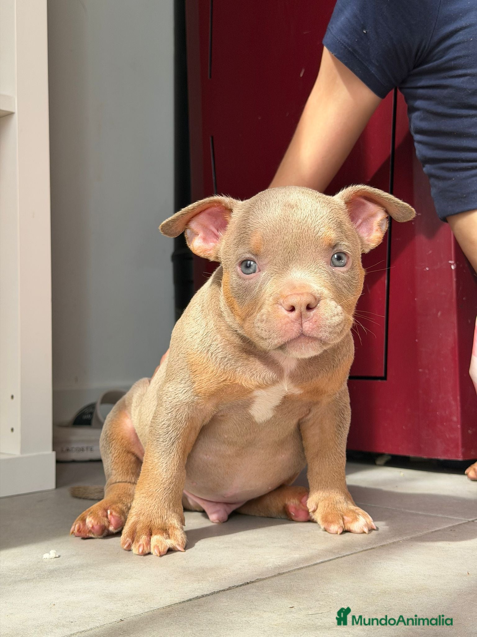 American Bully perros American bully POCKET  - Anuncio 1