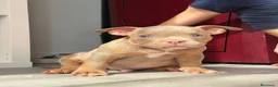 American Bully perros en venta: American bully POCKET  - Anuncio 1