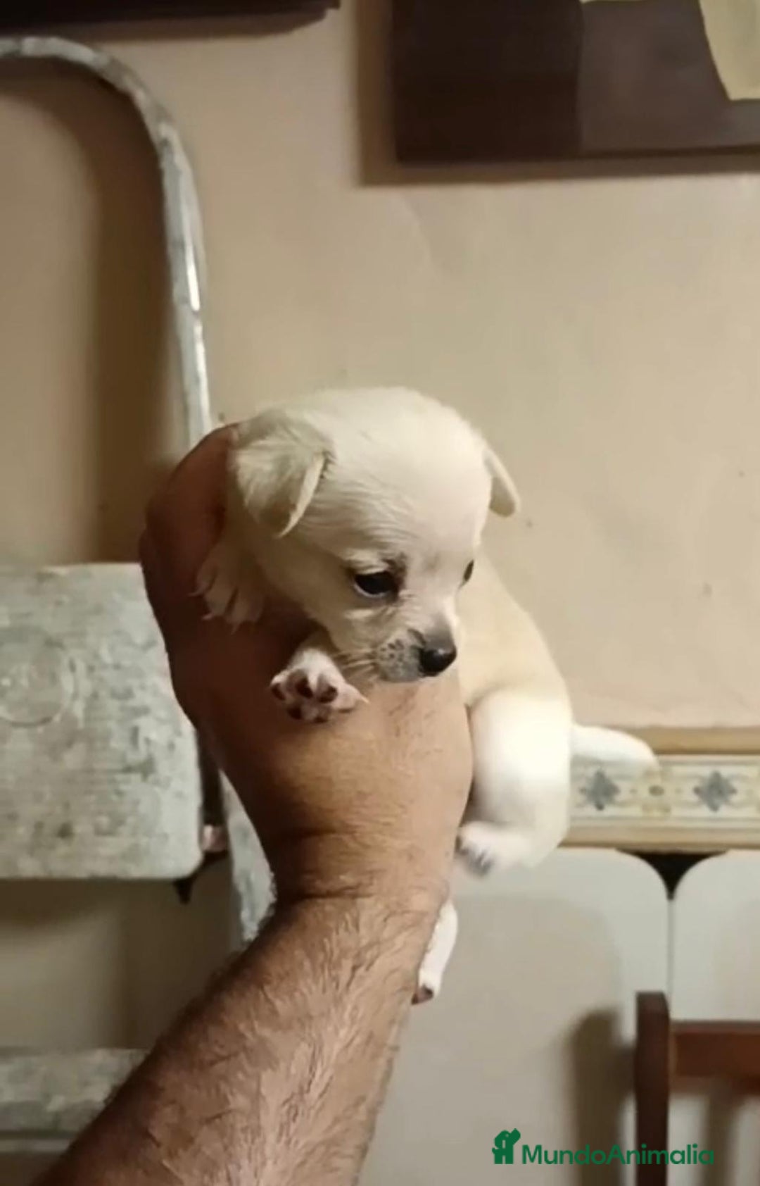 Chihuahua perros en venta: 2 chihuahuas toy - Imagen 9
