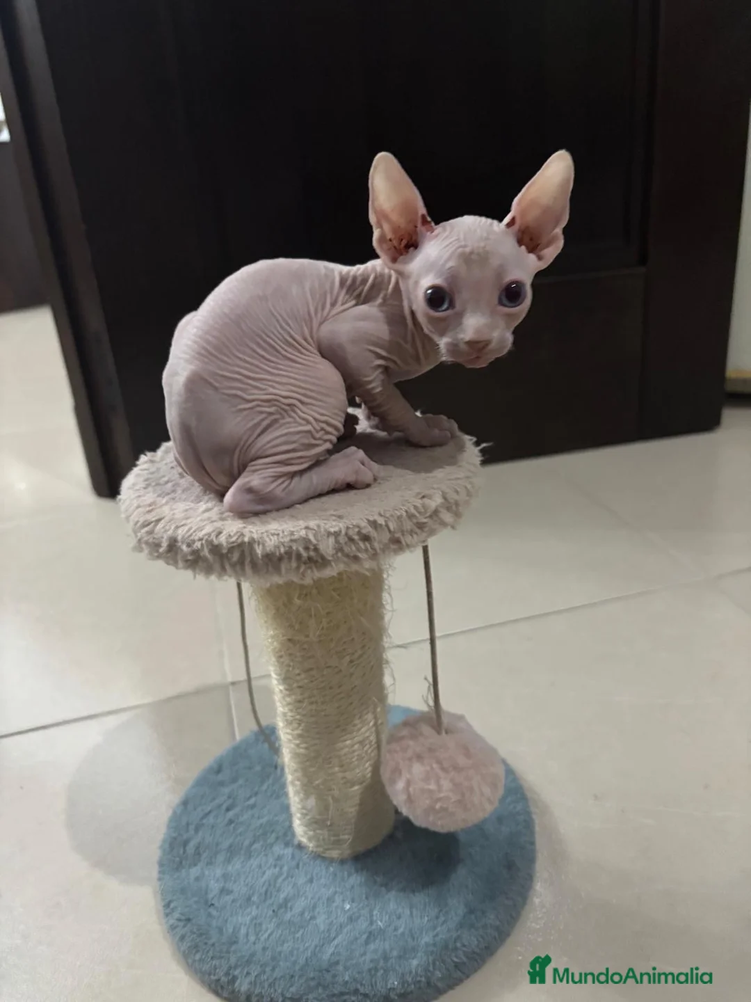 Sphynx gatos en venta: Gatos shpynx - Anuncio 7