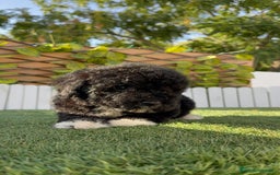 Perro de Agua Español perros en venta: PERRO DE AGUA HEMBRA - Imagen 4