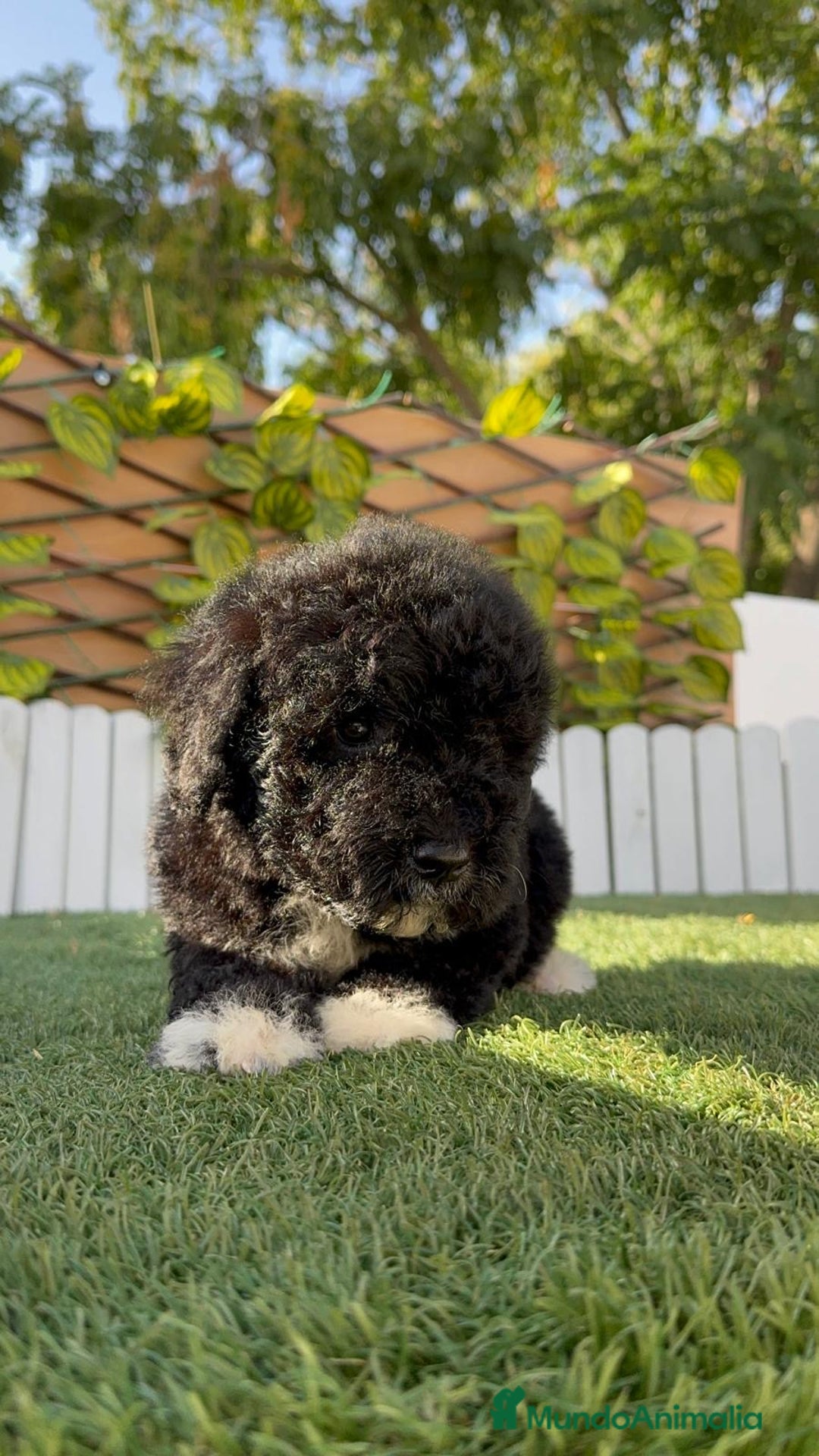 Perro de Agua Español perros en venta: PERRO DE AGUA HEMBRA - Imagen 4