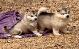 Alaskan Malamute perros en venta: Alaskan Malamute  - Imagen 3