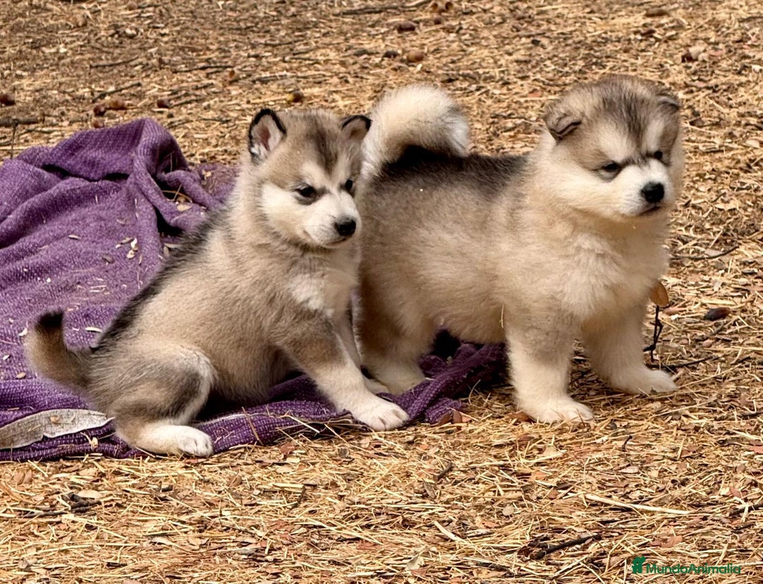 Alaskan Malamute perros en venta: Alaskan Malamute  - Imagen 3