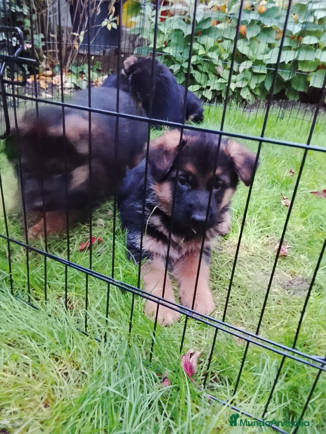 Pastor Alemán perros en venta: Cachorros de pastor alemán  - Anuncio 1