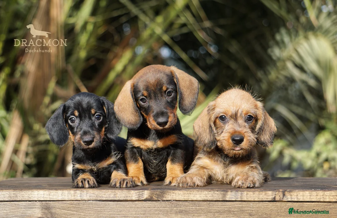 Imagen de galería {{count}}