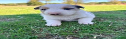 Border Collie perros en venta: Border Collie - Anuncio 22