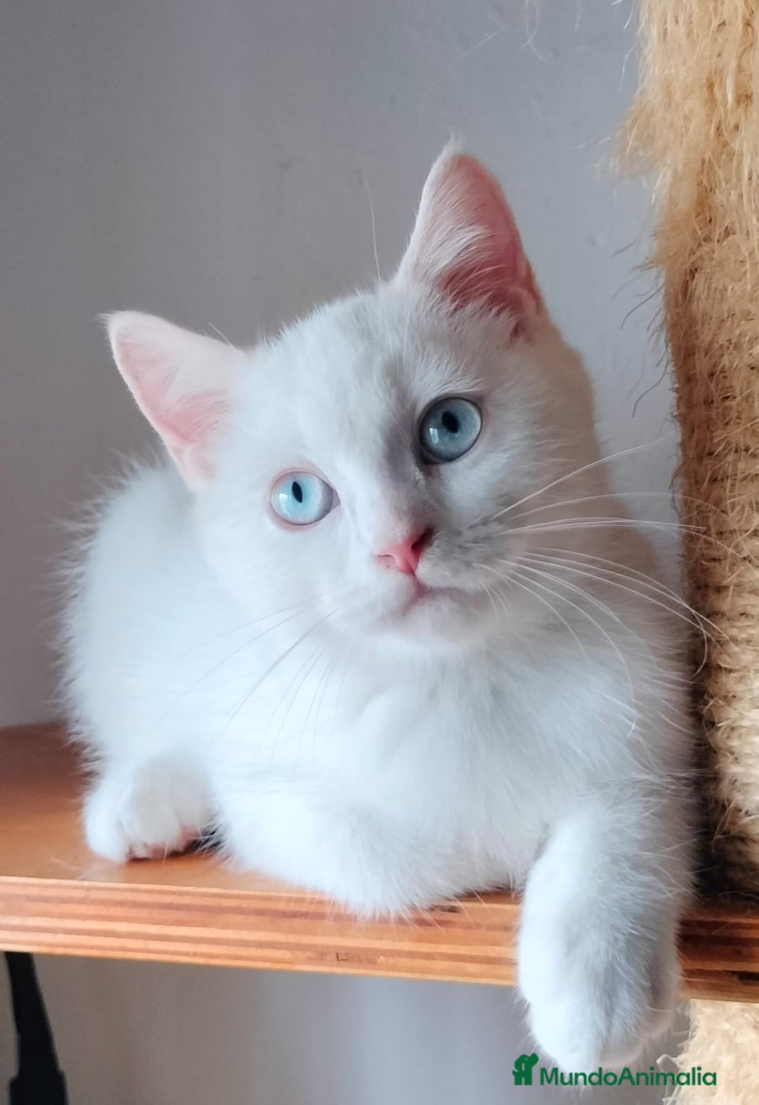 Británico de Pelo Corto gatos en venta: British Blanco Macho - Imagen 3
