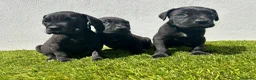 Cane Corso perros en venta: Cane corso  - Anuncio 4