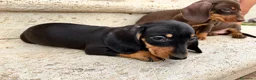 Teckel perros en venta: Teckel  - Anuncio 8