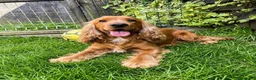 Cocker Spaniel Inglés perros en venta: Precioso cachorro de Cocker Spaniel Inglés dorado  - Anuncio 5