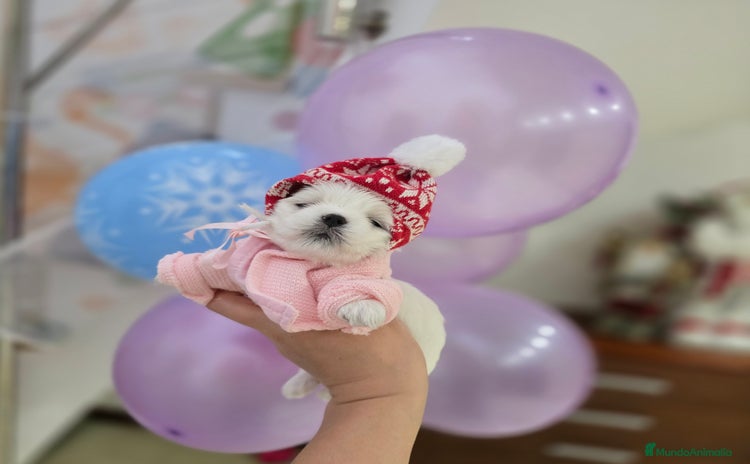 Bichón Maltés perros Machito Coreano puro Tokio  - Anuncio 5